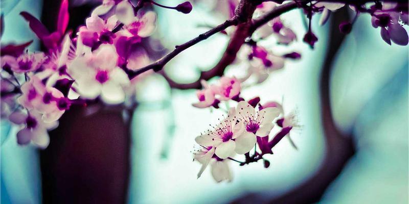 网络可编程交换芯片（P4）入门与实践：从零开始定义你自己的数据平面